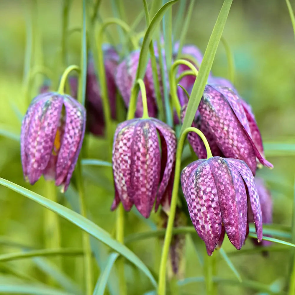 Fritillaria Meleagris Aquatic Pond Plant - Snakes Head Fritillary