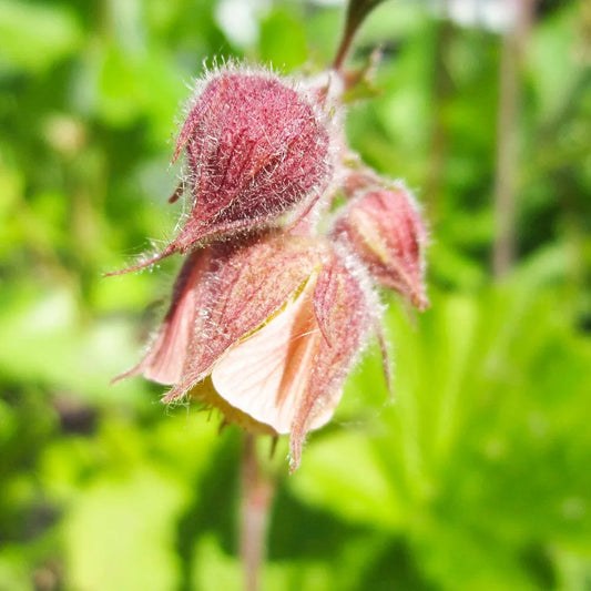 Geum Rivale Aquatic Pond Plant - Water Avens