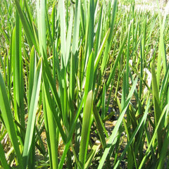 Glyceria Maxima Aquatic Pond Plant - Reed Sweetgrass
