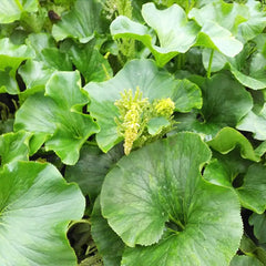 Gunnera Perpensa Aquatic Pond Plant - Wild Rhubarb