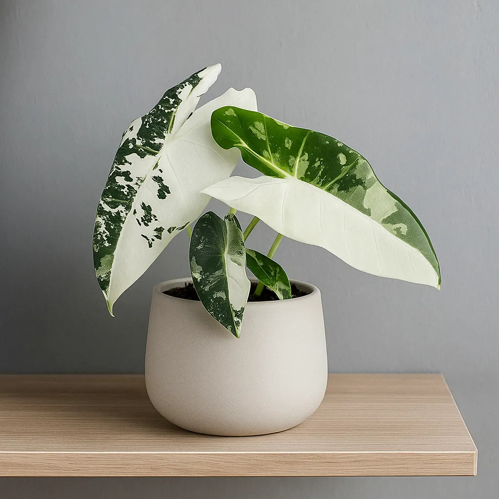 philodendron elephant ear variegated Half Moon) Variegated Alocasia Frydek Elephant Ear Albo Variegata 9cm – Plants For All Seasons