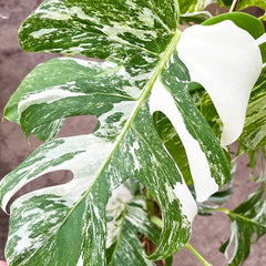 Heavily Variegated Monstera Albo Cutting