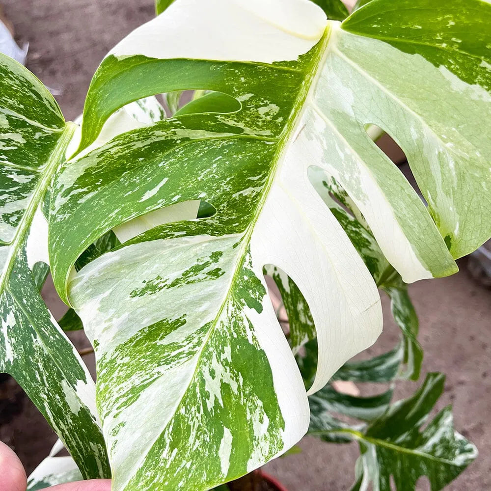 Heavily Variegated Monstera Albo Cutting