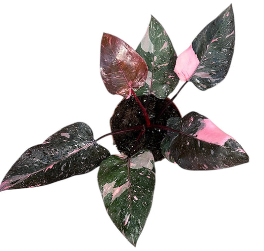 30 - 50cm Highly Variegated Pink Princess House Plant 17cm Pot