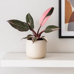 Highly Variegated/ Marble Pink Princess House Plant 6cm Pot