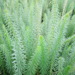 Hippuris Vulgaris Aquatic Pond Plant - Mare's Tail