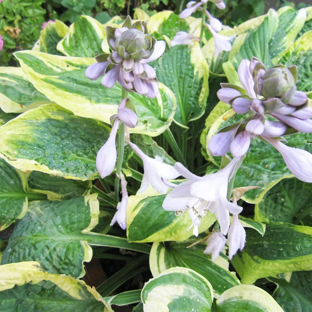 Hosta Wide Brim Aquatic Pond Plant - Plantain Lily