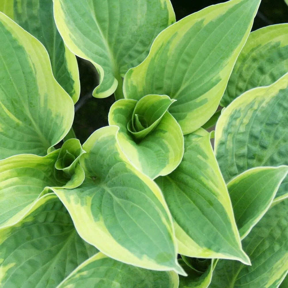 Hosta Wide Brim Aquatic Pond Plant - Plantain Lily
