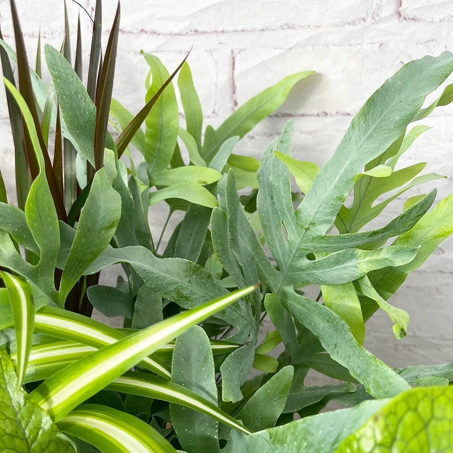 Houseplant Collection (5 Plants)