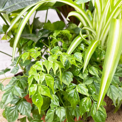 Houseplant Collection (5 Plants)