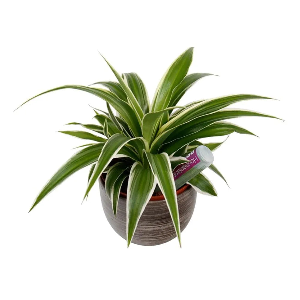 Houseplant Drip Feeders 38ml (6 Pack)