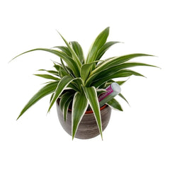 Houseplant Drip Feeders 38ml (6 Pack)