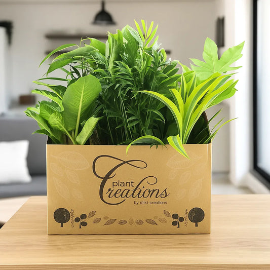 Houseplant Gift Set 10 x 17cm Mixed Pot Plants