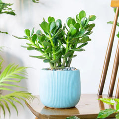 Houseplant Subscription