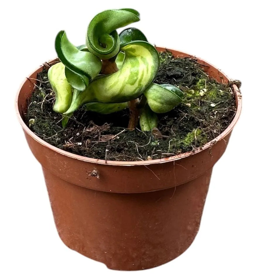 Hoya Compacta Mauna Loa House Plant 10,5 cm Pot