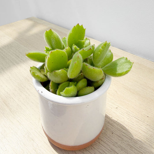 Cotyledon Ladismithiensis Bear's Paw Succulent House Plant 6cm Pot