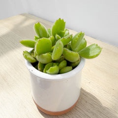 Cotyledon Ladismithiensis Bear's Paw Succulent House Plant 6cm Pot