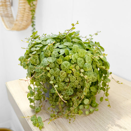 15 - 20cm Peperomia Prostrata Radiator House Plant 11cm Pot