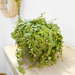 15 - 20cm Peperomia Prostrata Radiator House Plant 11cm Pot