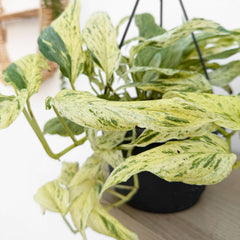 35 - 45cm Variegated Epipremnum Unknown House Plant 17cm Hanging Pot