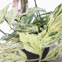 35 - 45cm Variegated Epipremnum Unknown House Plant 17cm Hanging Pot