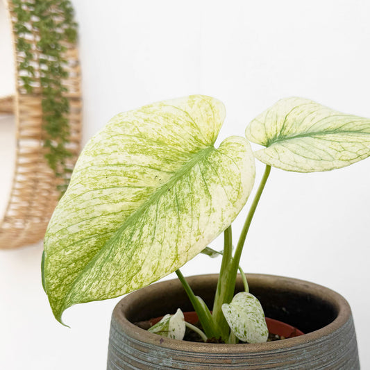 Monstera White Monster 10.5cm Pot House Plant