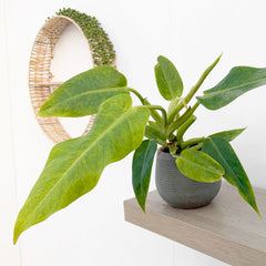 20 - 25cm Philodendron Calkins Gold House Plant 12cm Pot
