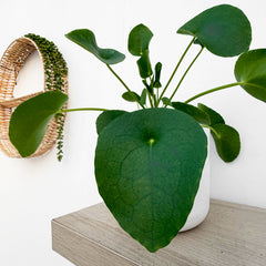 15 - 25cm Pilea Peperomioides 12cm Pot House Plant