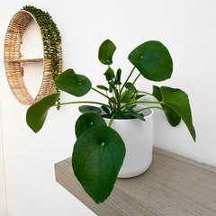 15 - 25cm Pilea Peperomioides 12cm Pot House Plant
