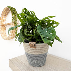 20 - 25cm Monstera Adansonii Monkey Mask - Including Pot
