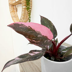Marble Pink Princess House Plant 6cm Pot