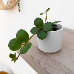 Peperomia Hope Radiator House Plant 6cm Pot
