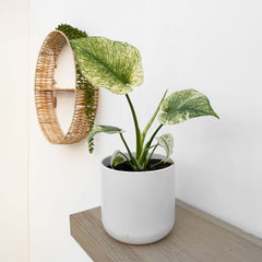 25 - 35cm Mint Monstera Deliciosa Cheese House Plant 14cm Pot