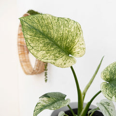 25 - 35cm Mint Monstera Deliciosa Cheese House Plant 14cm Pot