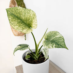 25 - 35cm Mint Monstera Deliciosa Cheese House Plant 14cm Pot