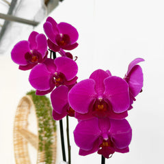 30 - 40cm Purple Orchid Phalaenopsis Twin Stem 12cm Pot
