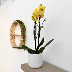 30 - 40cm Yellow Orchid Phalaenopsis Twin Stem 12cm Pot