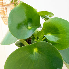 15 - 25cm Peperomia Polybotrya Raindrop 12cm Pot House Plant
