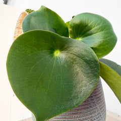 15 - 25cm Peperomia Polybotrya Raindrop 12cm Pot House Plant