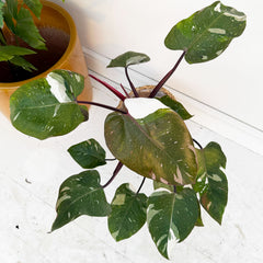 Red Anderson Philodendron 17cm Pot House Plant