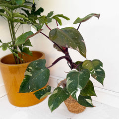 Red Anderson Philodendron 17cm Pot House Plant
