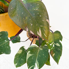 Red Anderson Philodendron 17cm Pot House Plant