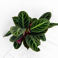 55 - 70cm Calathea Jungle Velvet Prayer Plant 17cm pot