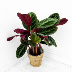 55 - 70cm Calathea Jungle Velvet Prayer Plant 17cm pot