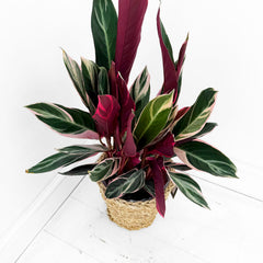 55 - 70cm Calathea Triostar Prayer Plant 19cm pot
