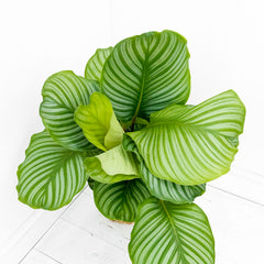 55 - 70cm Calathea Orbifolia Prayer Plant 17cm pot
