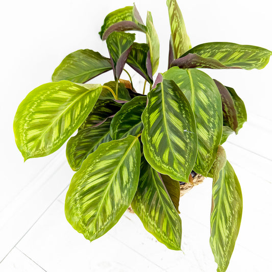 55 - 70cm Calathea Flamestar Prayer Plant 17cm pot