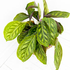 55 - 70cm Calathea Flamestar Prayer Plant 17cm pot