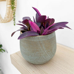 20 - 25cm Tradescantia Purple Heart House Plant 12cm Pot