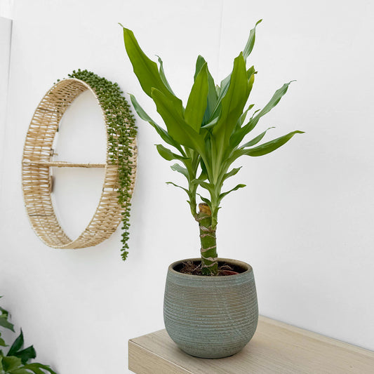 20 - 30cm Dracaena Green 13cm Pot House Plant